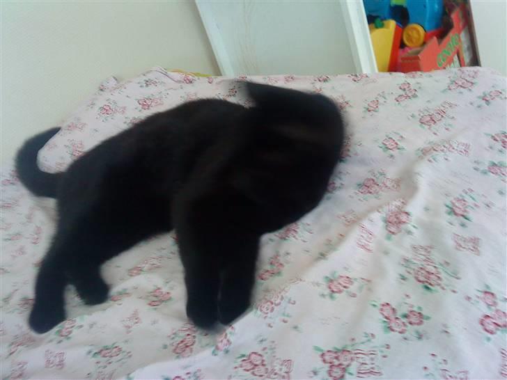 Blanding af racer Viggo-R.I.P- billede 2