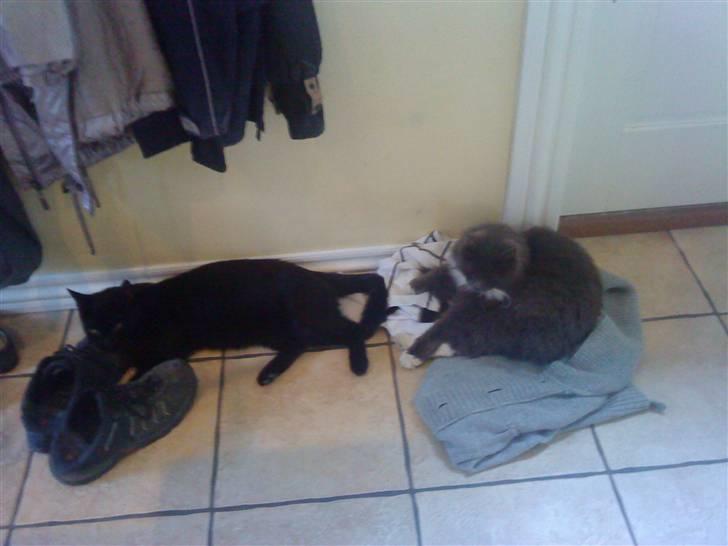 Blanding af racer Viggo-R.I.P- billede 3