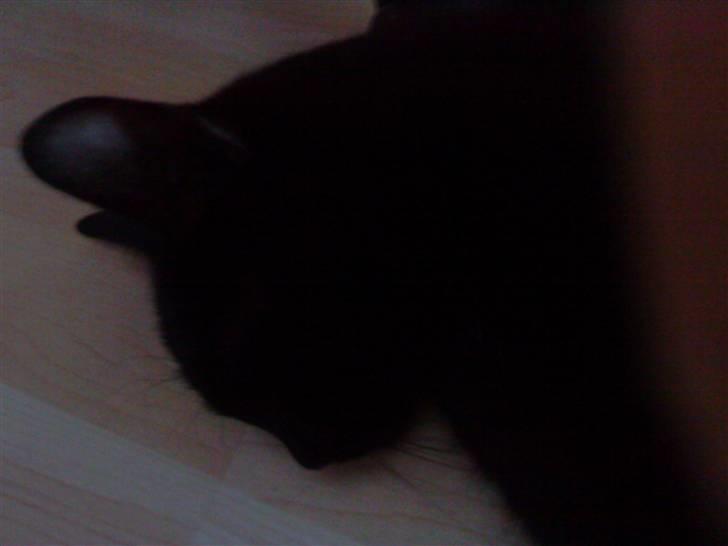 Blanding af racer Viggo-R.I.P- billede 4