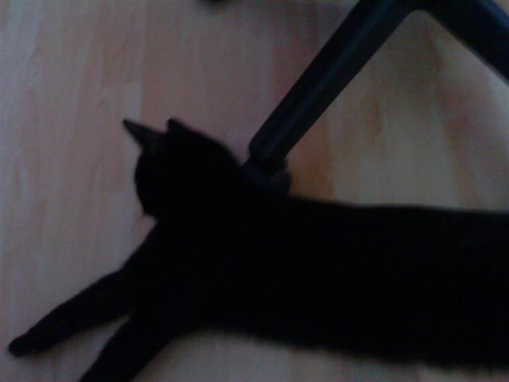 Blanding af racer Viggo-R.I.P- billede 5