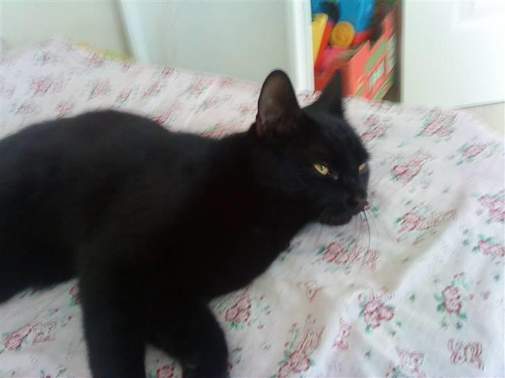 Blanding af racer Viggo-R.I.P- billede 6