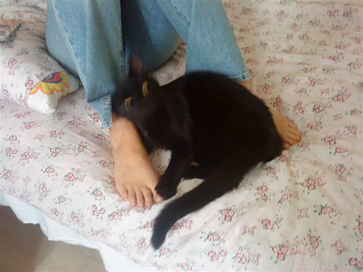 Blanding af racer Viggo-R.I.P- billede 7