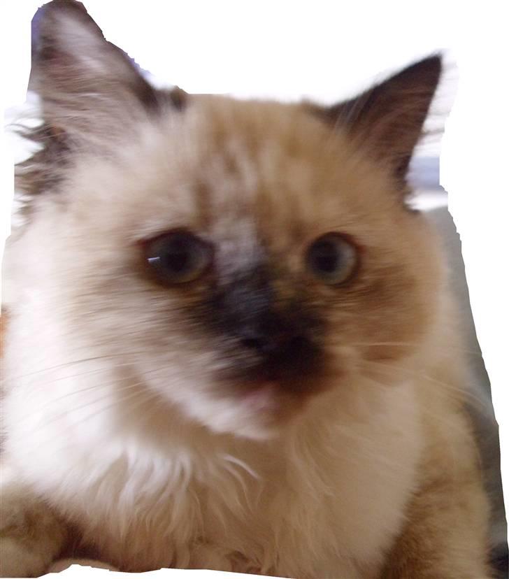 Blanding af racer Silke;) ny tekst billede 7