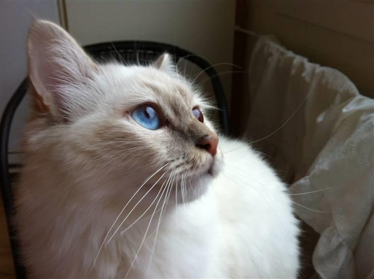 Hellig Birma DK Jytnicatz Cigurd billede 8