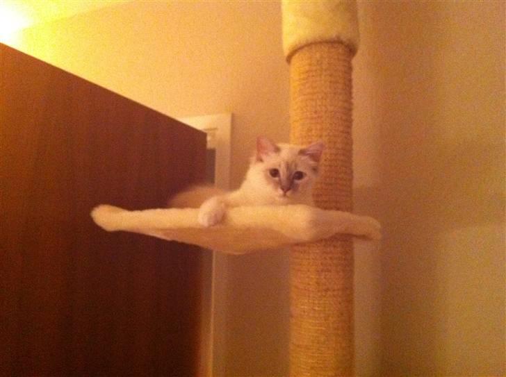 Hellig Birma DK Jytnicatz Cigurd billede 9