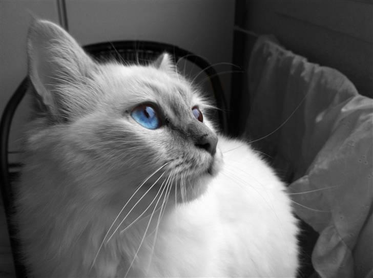 Hellig Birma DK Jytnicatz Cigurd billede 10