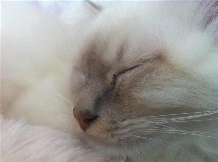 Hellig Birma DK Jytnicatz Cigurd billede 11