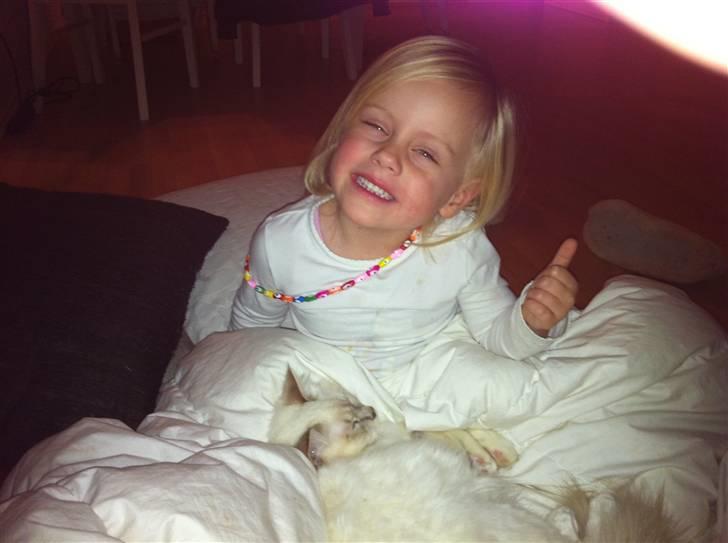 Hellig Birma DK Jytnicatz Cigurd billede 12