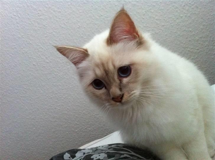 Hellig Birma DK Jytnicatz Cigurd billede 13