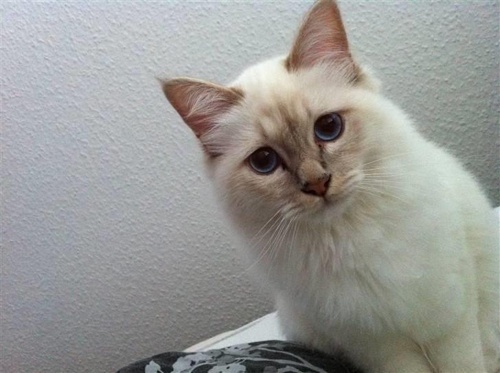 Hellig Birma DK Jytnicatz Cigurd billede 14