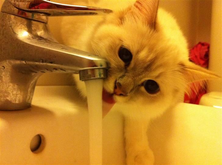 Hellig Birma DK Jytnicatz Cigurd billede 15