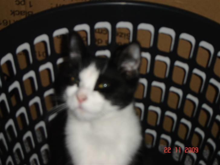 Blanding af racer Piv - Gaaab - Blev der kaldt? billede 1