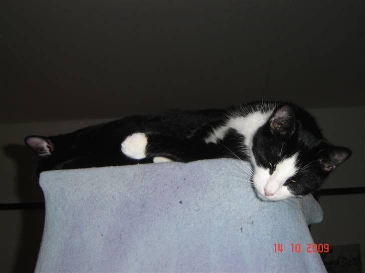 Blanding af racer Piv billede 2