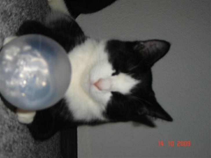 Blanding af racer Piv billede 3