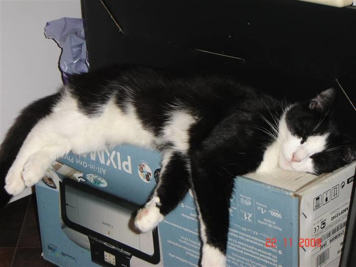 Blanding af racer Piv billede 4