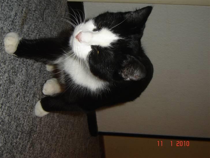 Blanding af racer Piv billede 5