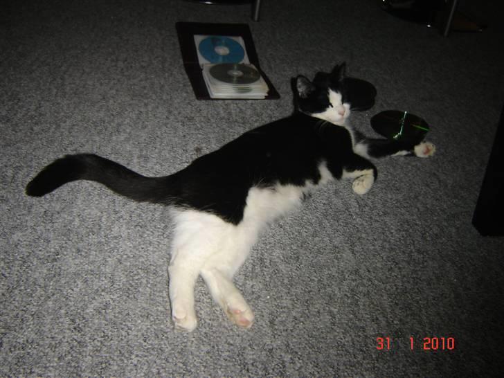 Blanding af racer Piv billede 6