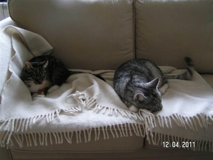 Huskat Ziggy billede 9