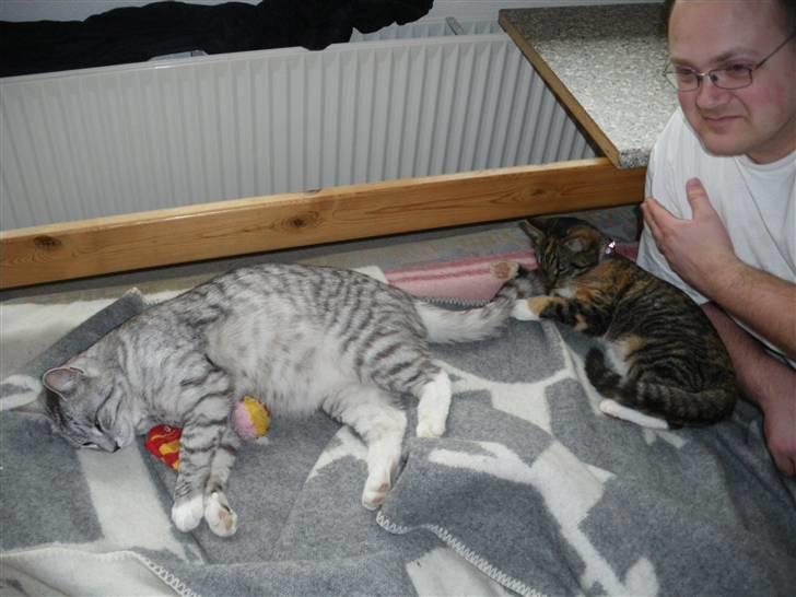 Huskat Ziggy billede 33