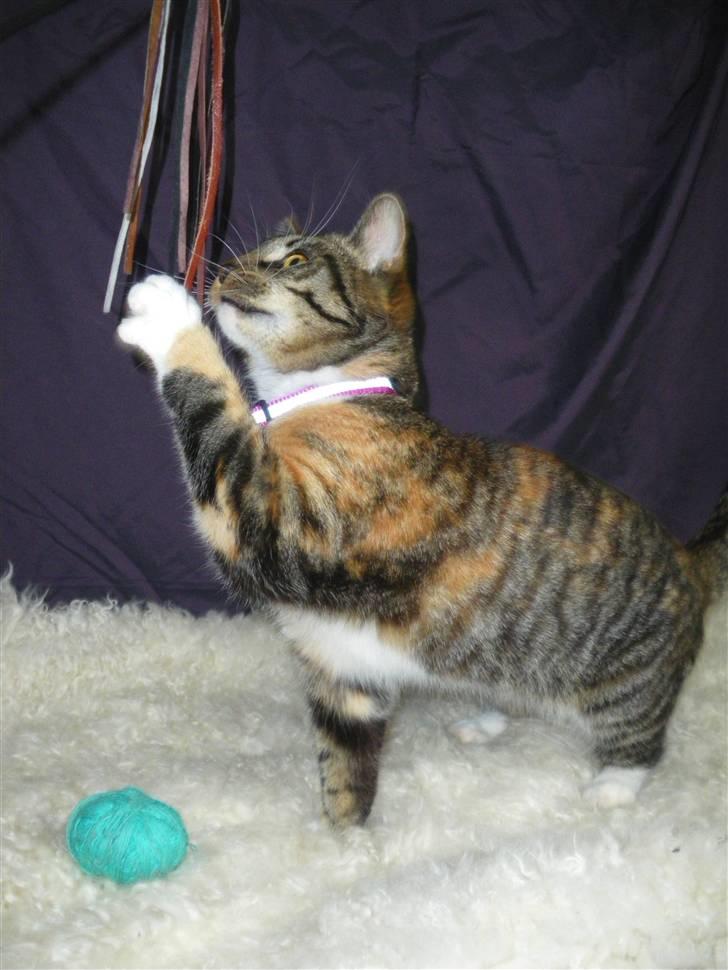Huskat Ziggy billede 24