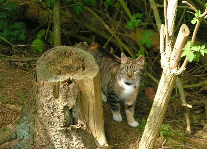 Huskat Ziggy billede 10