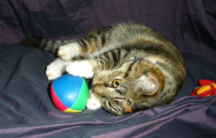 Huskat Ziggy billede 11