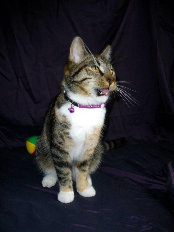 Huskat Ziggy billede 26