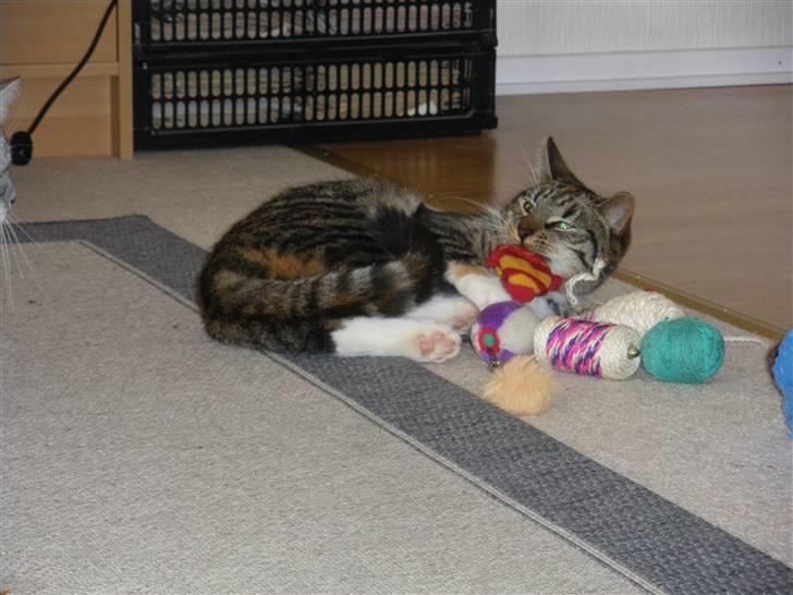 Huskat Ziggy billede 32