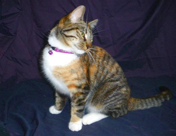 Huskat Ziggy billede 25