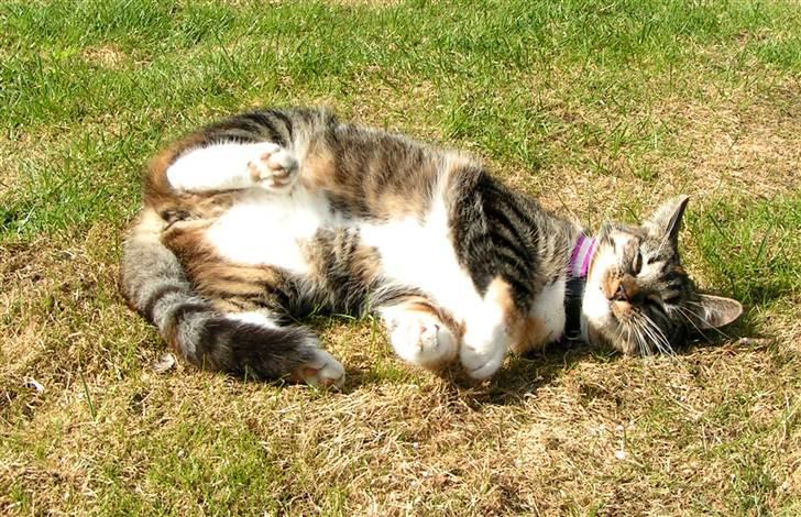 Huskat Ziggy billede 12