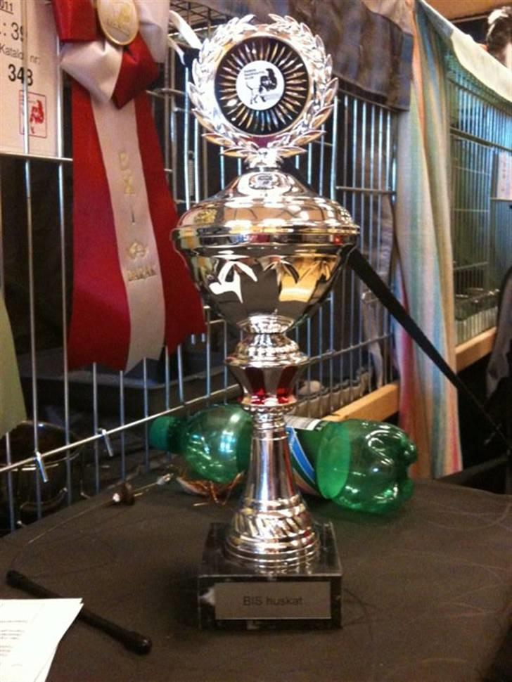 Blanding af racer Lisa - Denne fik Lisa på hendes første ud udstilling i Jyllinge den 06-03-2011 :-) billede 16