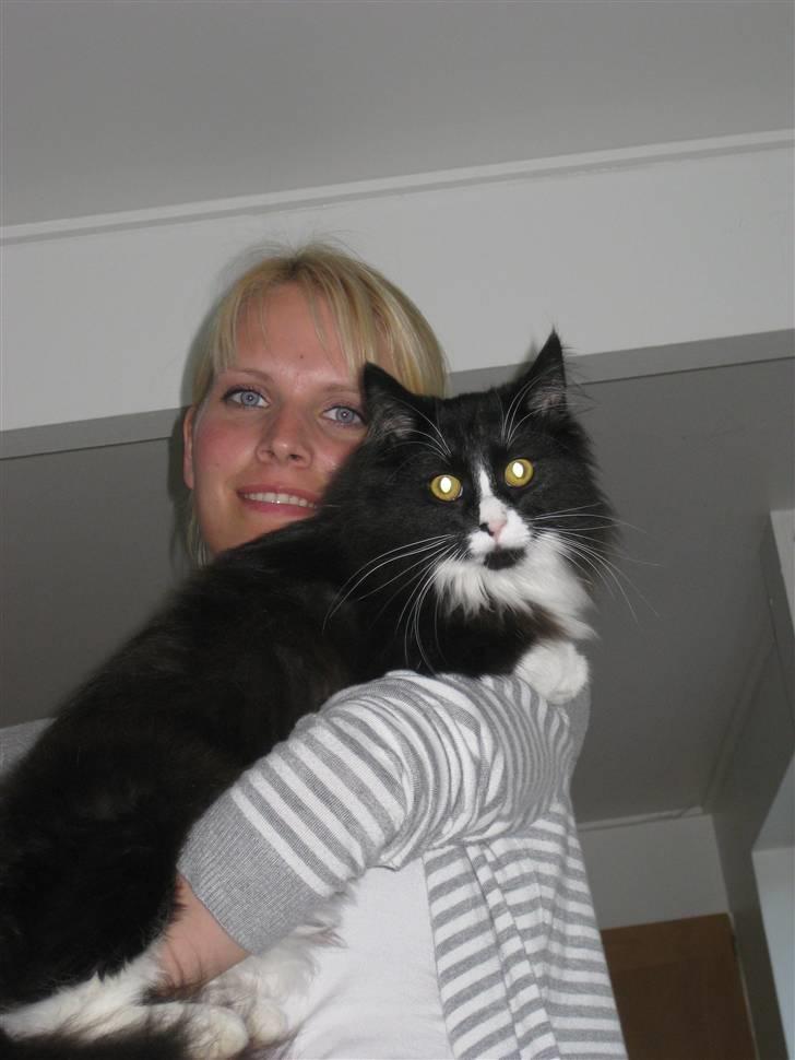 Blanding af racer Balou billede 1