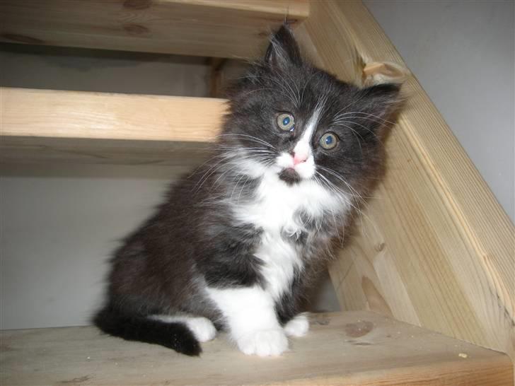 Blanding af racer Balou - Lille baby.. 2 mdr :-) billede 2