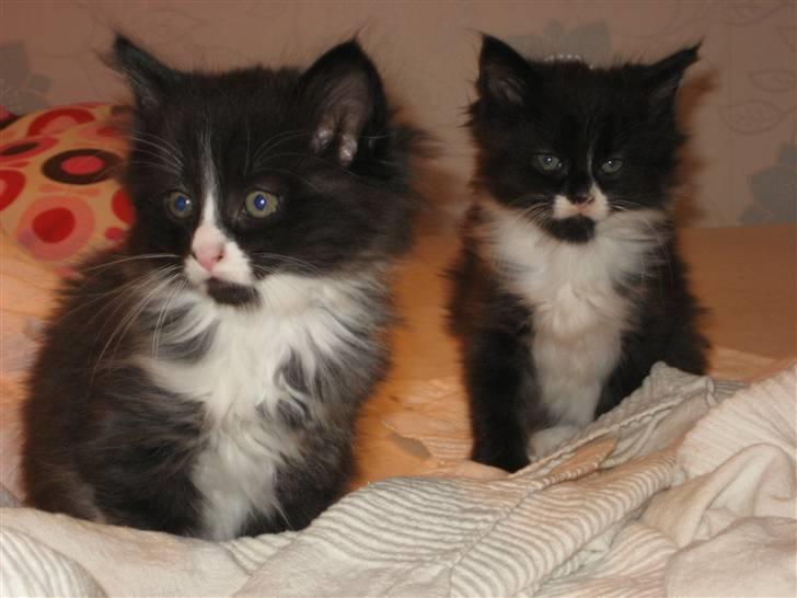 Blanding af racer Balou - Sammen med brormand. billede 3