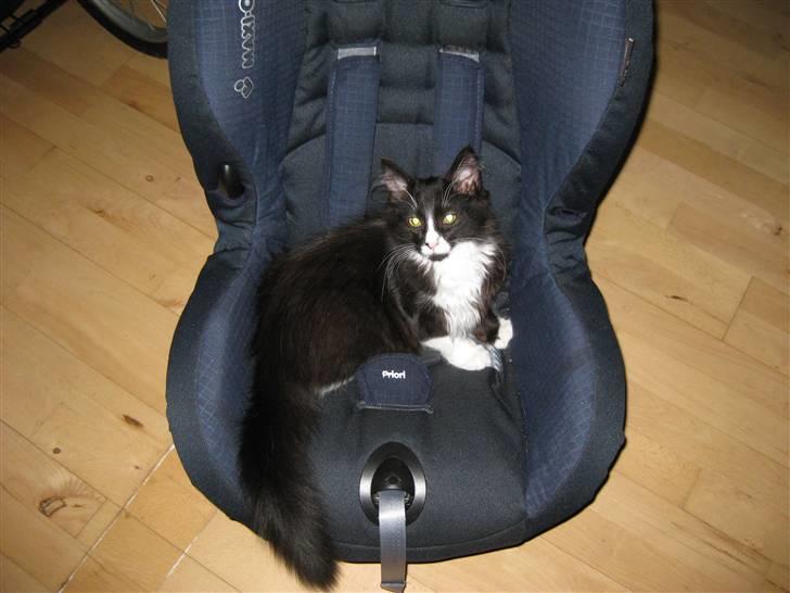 Blanding af racer Balou billede 4