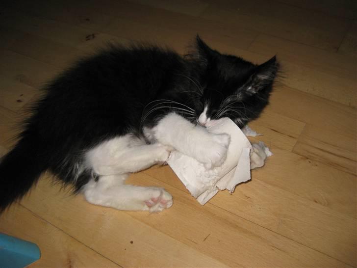 Blanding af racer Balou - Bare rolig mor, jeg skal nok dræbe den.......! billede 5