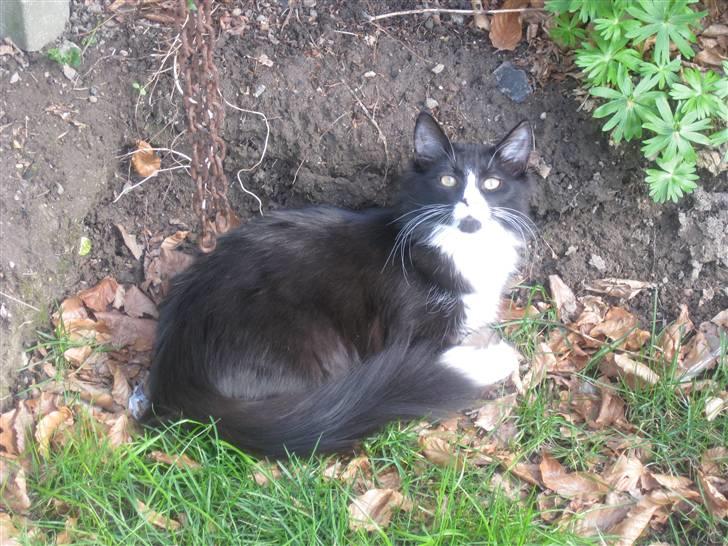 Blanding af racer Balou - Forårs hygge. billede 6