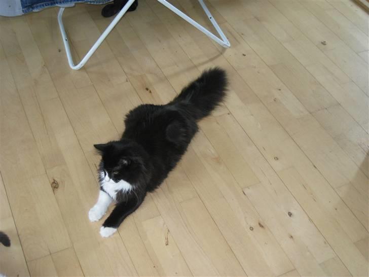 Blanding af racer Balou - Laang kat :-) billede 7