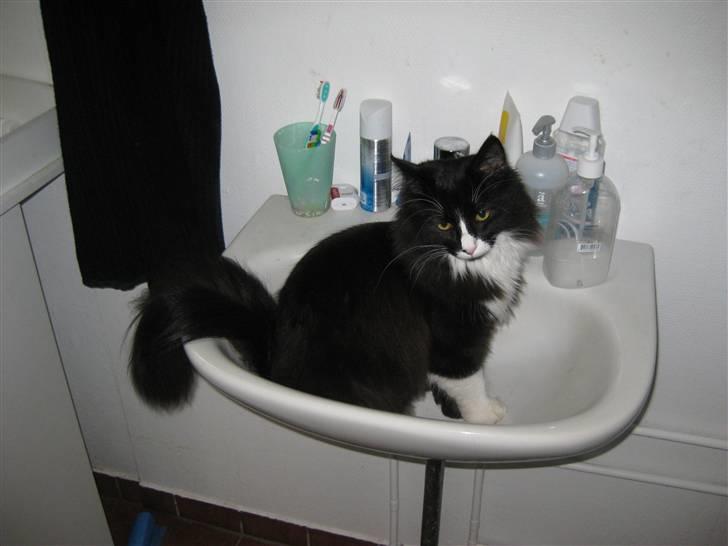 Blanding af racer Balou billede 8