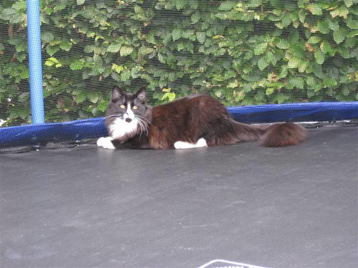Blanding af racer Balou - Katte kan faktisk godt hoppe i trampolin..  billede 9