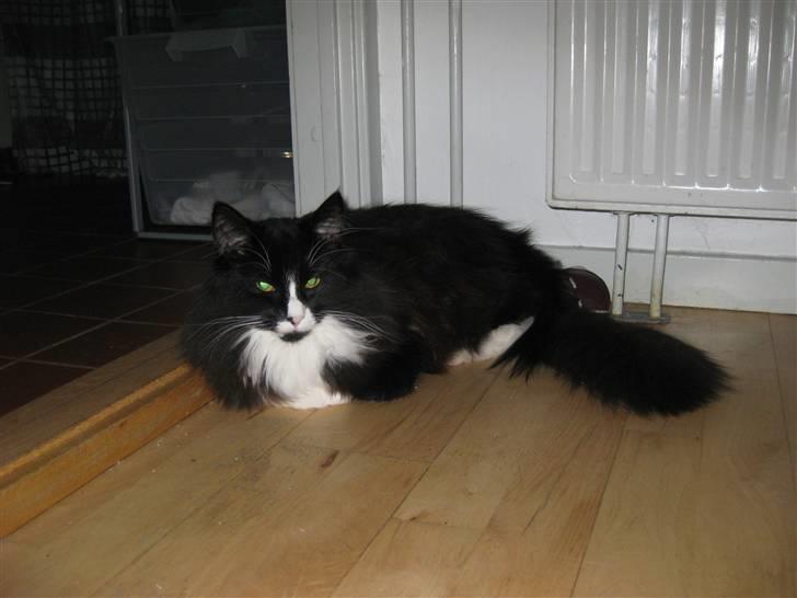 Blanding af racer Balou billede 10