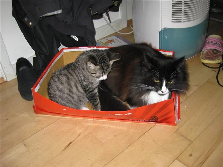 Blanding af racer Balou - Balou sammen med Bailey. billede 11