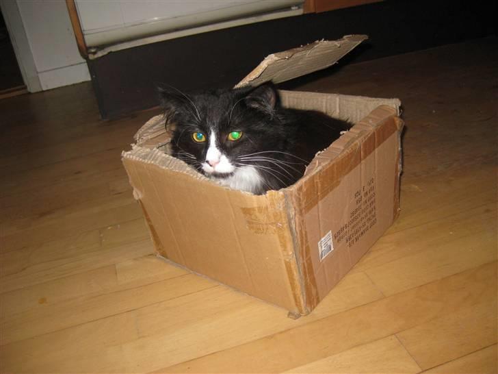 Blanding af racer Balou - Hvis man nu tænker ud af boksen, får man så mere mad?? :-) billede 12