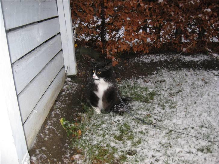 Blanding af racer Balou - Det er godt nok spændende det her sne..  billede 13