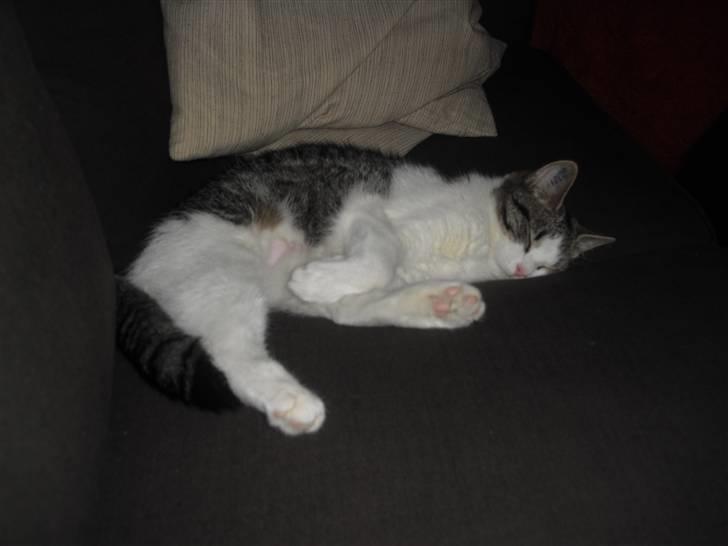 Huskat Mille billede 9