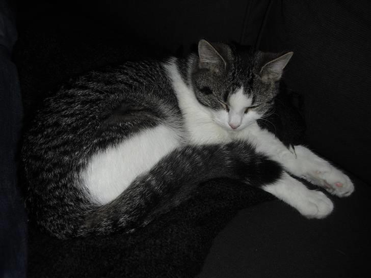 Huskat Mille billede 10