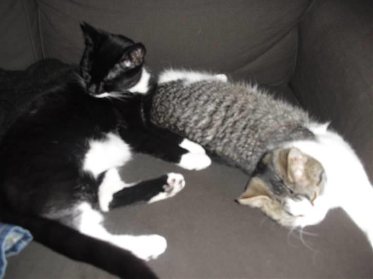 Huskat Mille billede 11