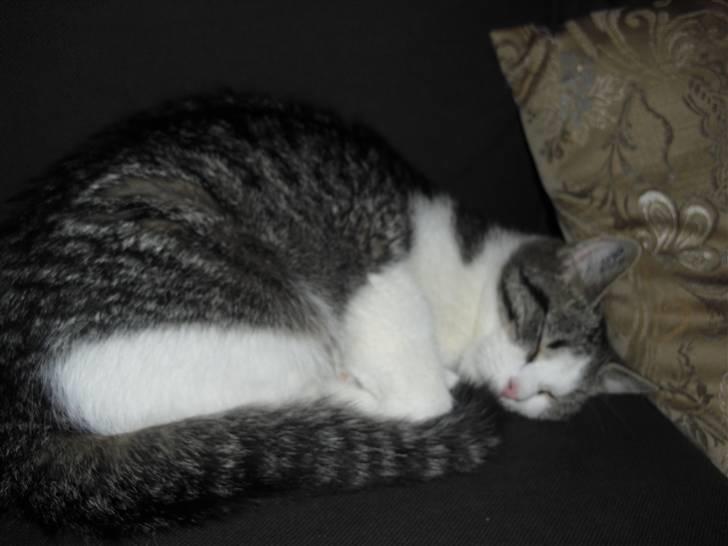 Huskat Mille billede 12