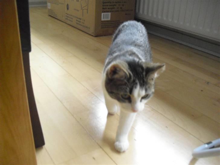 Huskat Mille billede 13