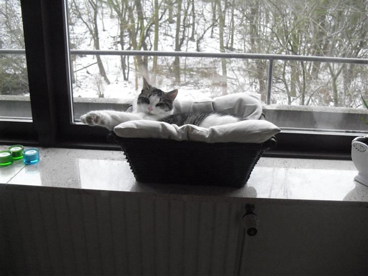 Huskat Mille billede 14